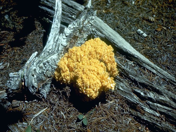 a photo of coral fungi