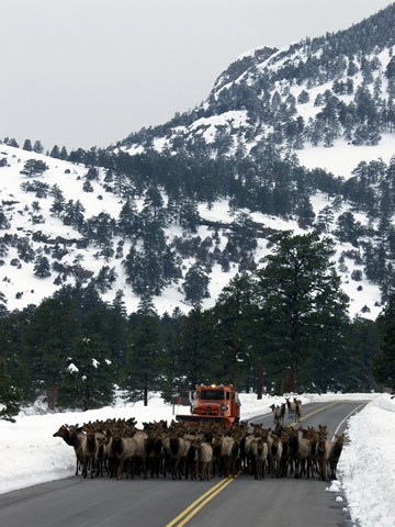 a photo of elk on roadway to avoid deep snow