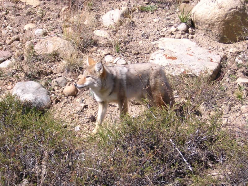 a photo of a coyote