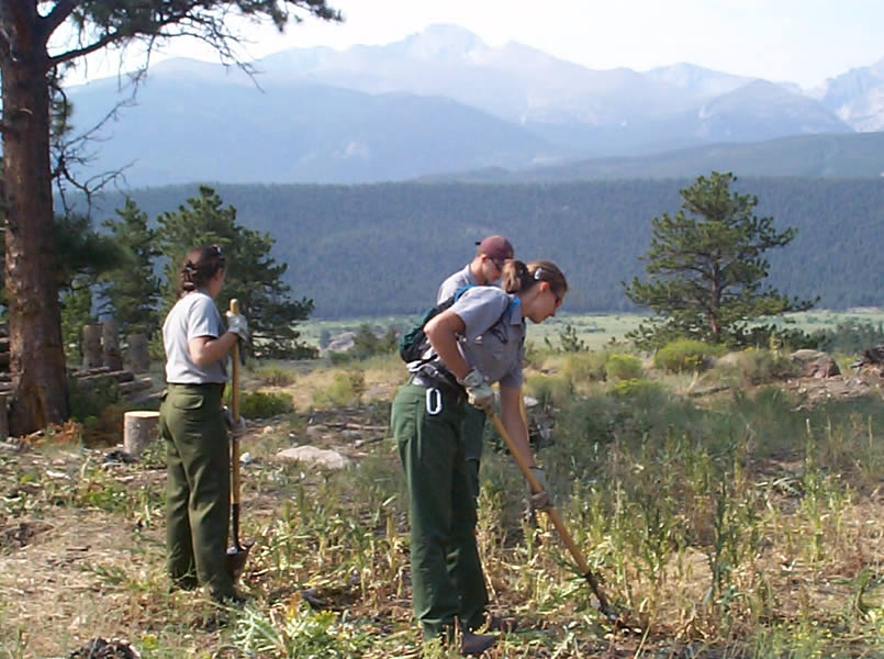a photo of crew digging weeds