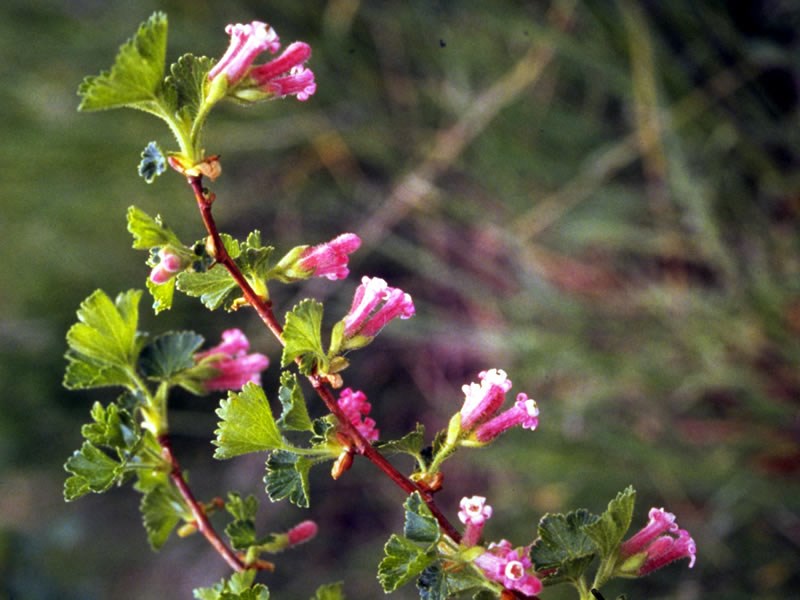 a photo of wax currant