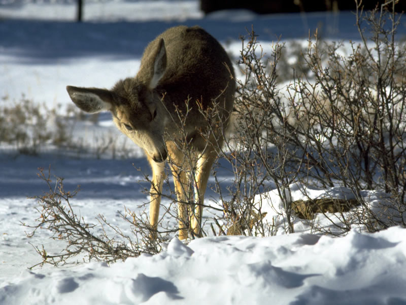a photo of a deer browsing