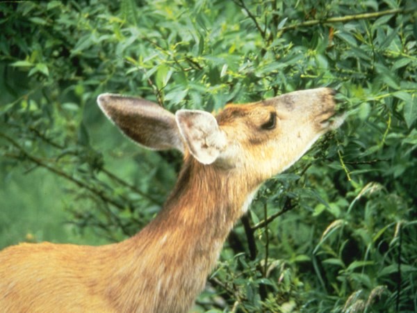 a photo of a mule deer