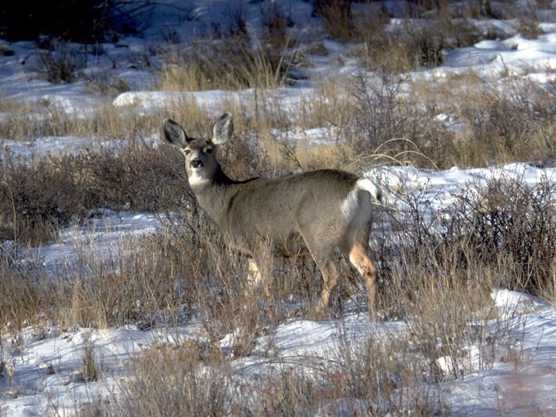 a photo of a mule deer doe