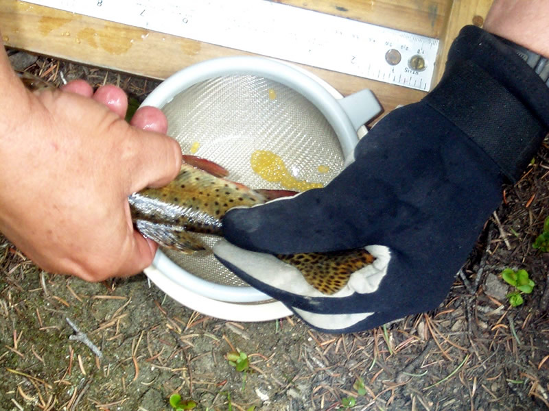 a photo of spawning fish for restoration