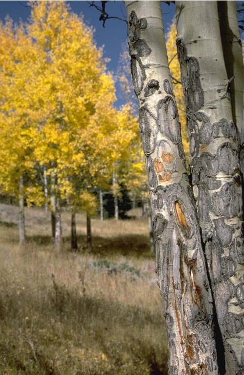 a photo of scarred aspen trees