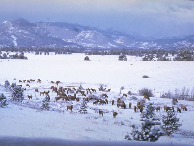 a photo of a winter band of elk