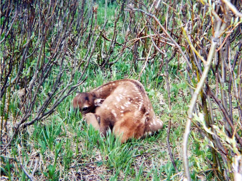 a photo of an elk calf