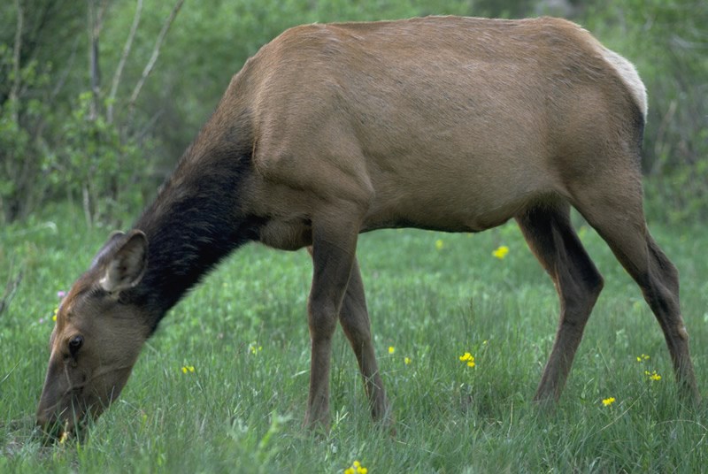 a photo of an elk grazing