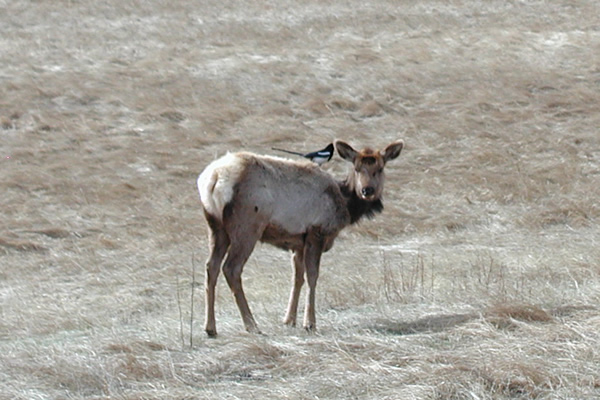 a photo of  an elk with a magpie on its back