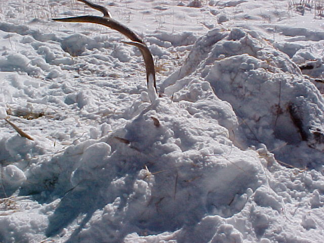 a photo of an elk cache