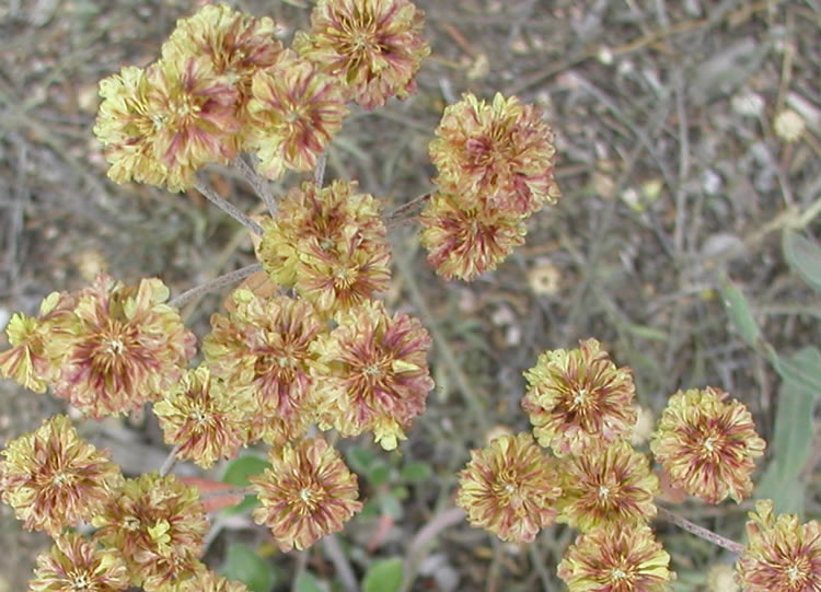 a photo of dying sulphur flowers