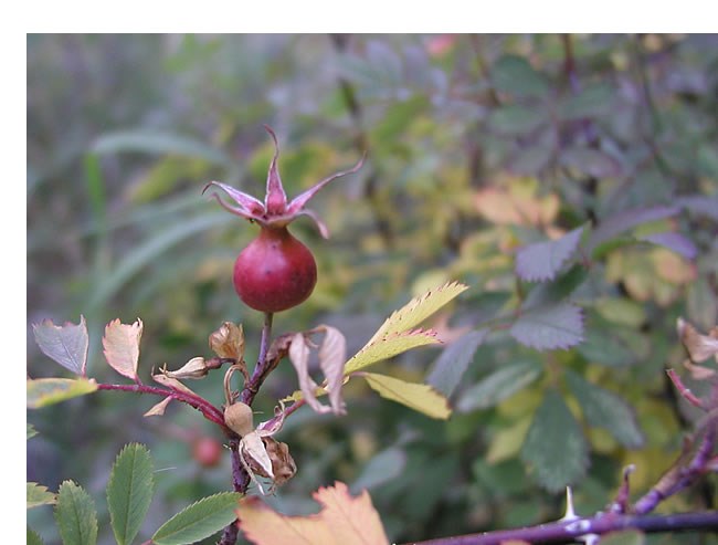 a photo of rose hips