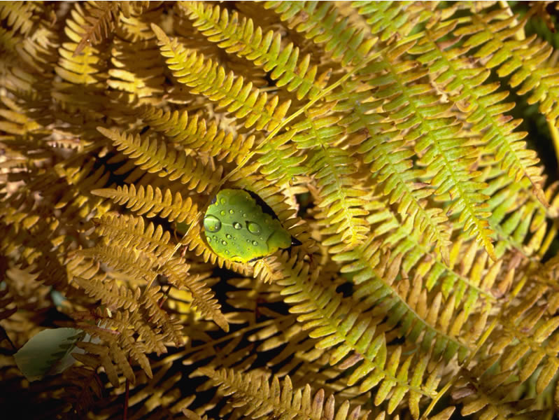 a  photo of fern with fall colors
