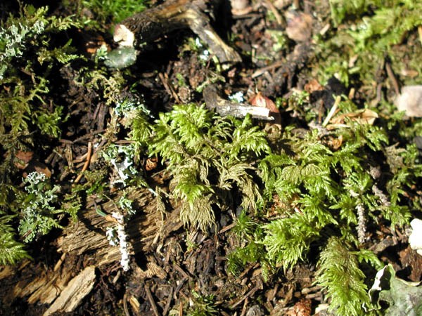a photo of feather moss