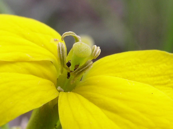 a photo of a Western Wallflower
