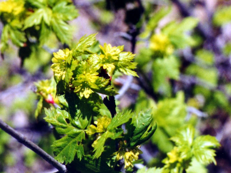 a photo of maple flowers