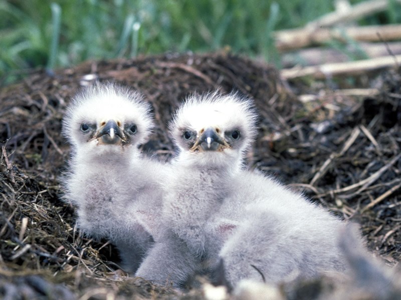 a photo of two eagle chicks