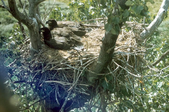 a photo of an eagle eyrie