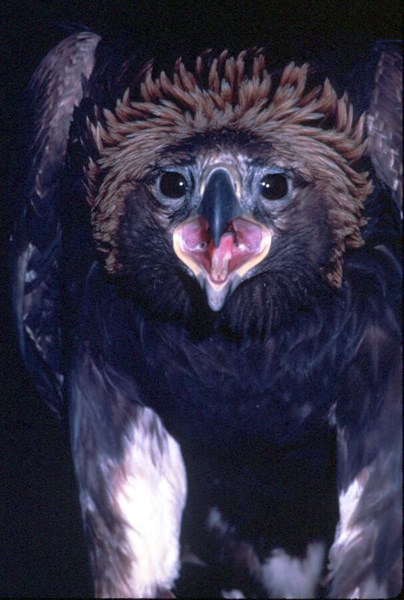 a photo of a golden eagle
