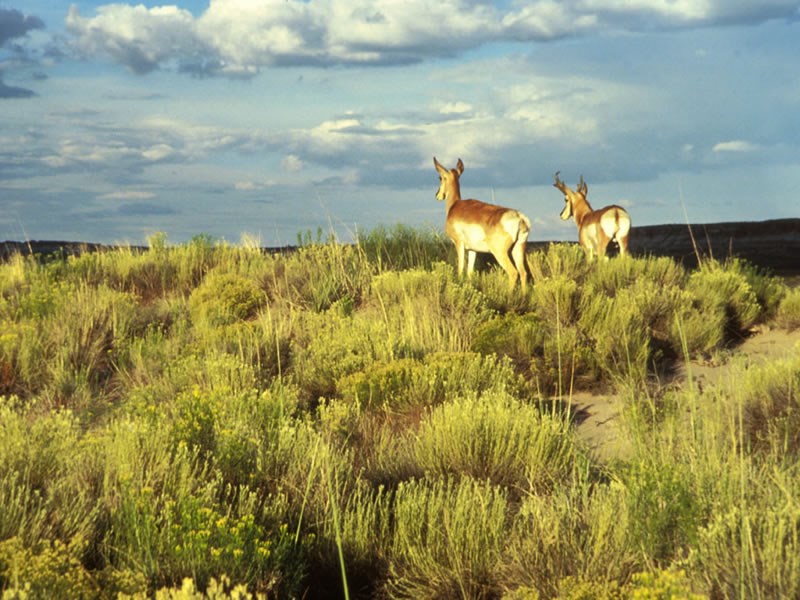 a photo of antelope