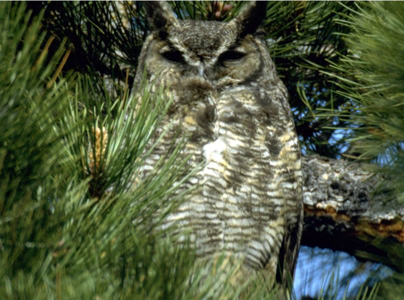 a photo of an adult great horned owl