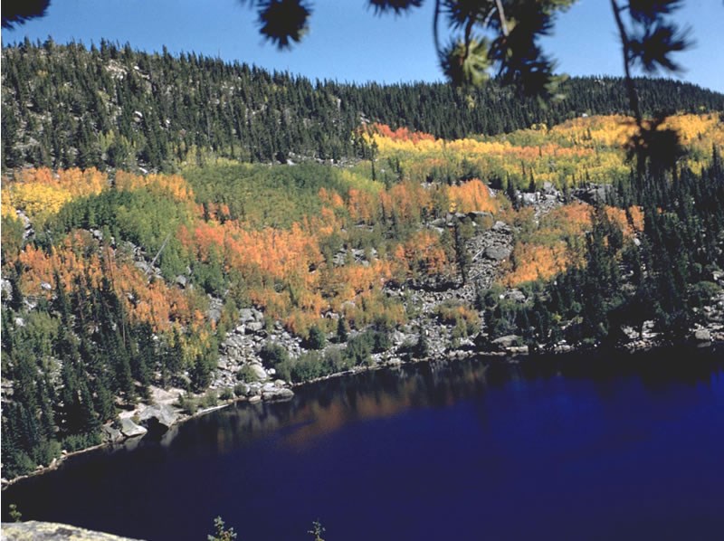 a photo of aspen clones