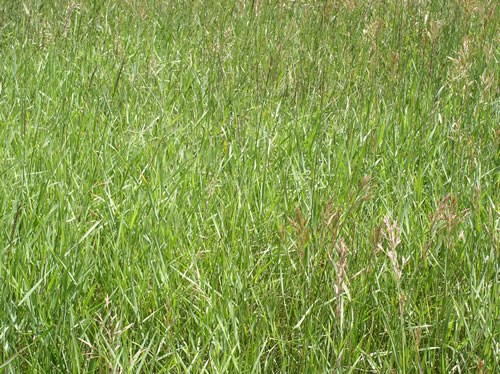 a photo of grasses