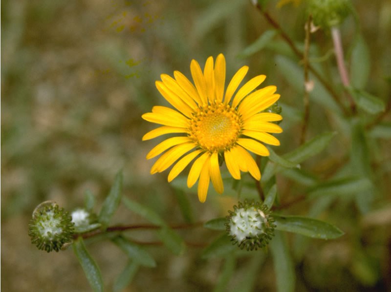 a photo of a gumweed