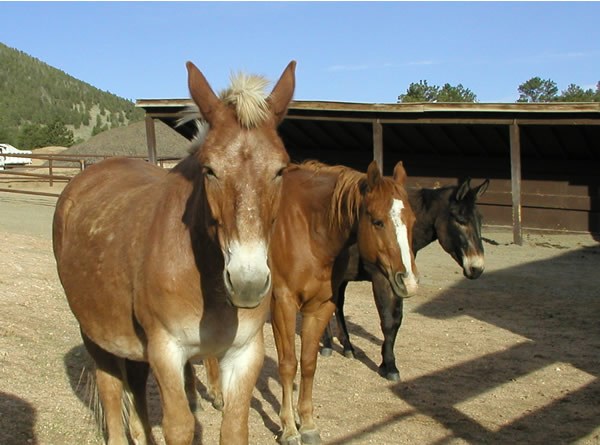 a photo of a group of mules and horses