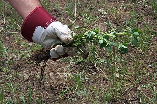 a photo of hand pulling of sweet clover