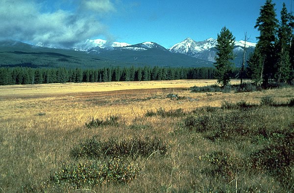 Harbison Meadows - Rocky Mountain National Park (U.S. National ...