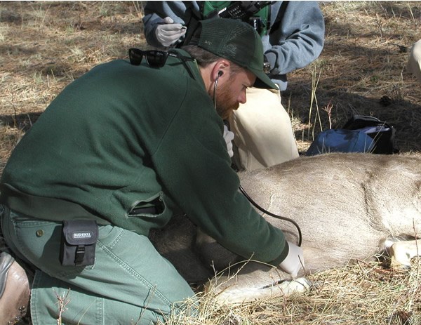 a photo of an anestetized deer having heart rate monitored