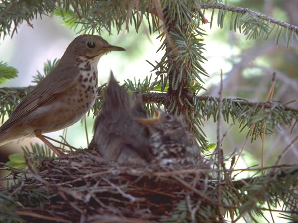 a photo of a hermit thrush