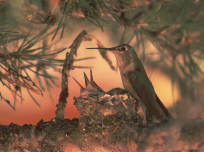 a photo of a female broad-tailed hummingbird