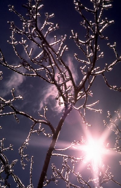 a photo of glaze ice on trees