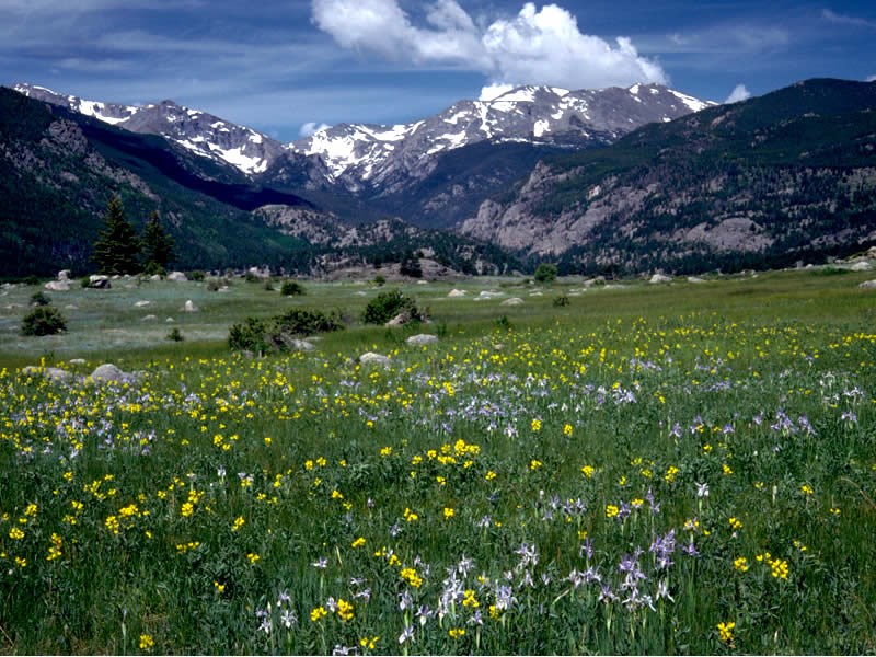 a photo of mountain iris and golden banner