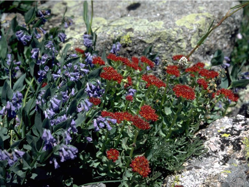 a photo of blue chiming bells and red king's crown