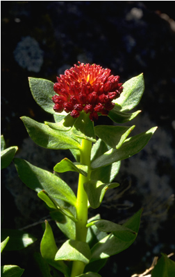 a photo of red king's crown