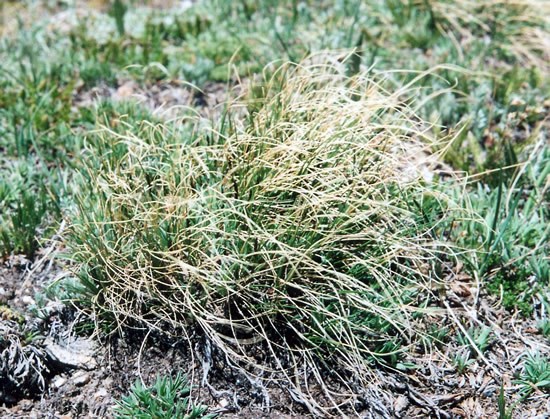 Kobresia Sedge - Rocky Mountain National Park (U.S. National Park Service)