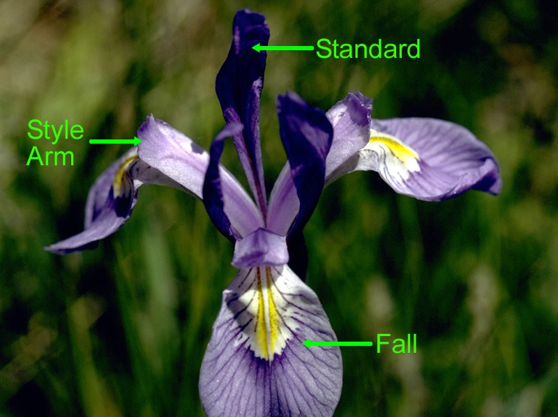 a labelled photo of mountain iris