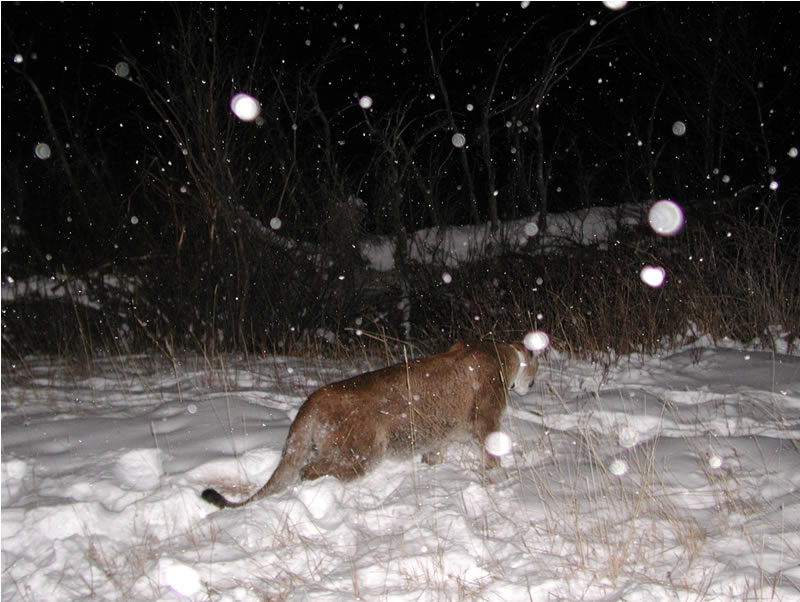 a photo of a mountain lion leaving after anesthesia