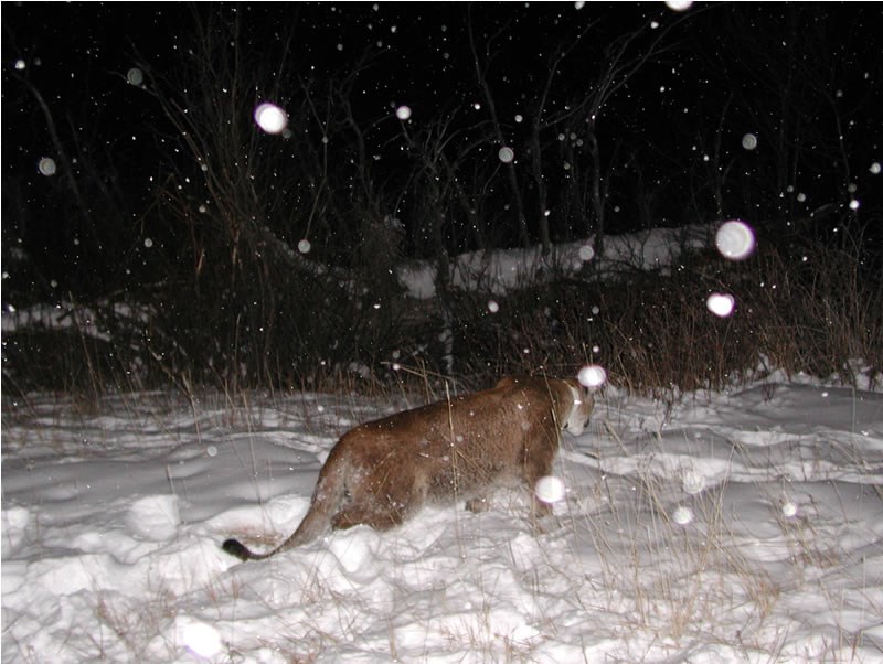a photo of a mountain lion leaving after anesthesia