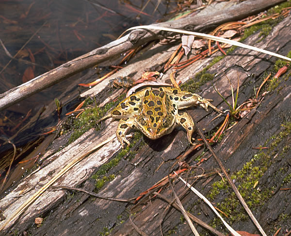 Leopard Frogs - Rocky Mountain National Park (U.S. National Park