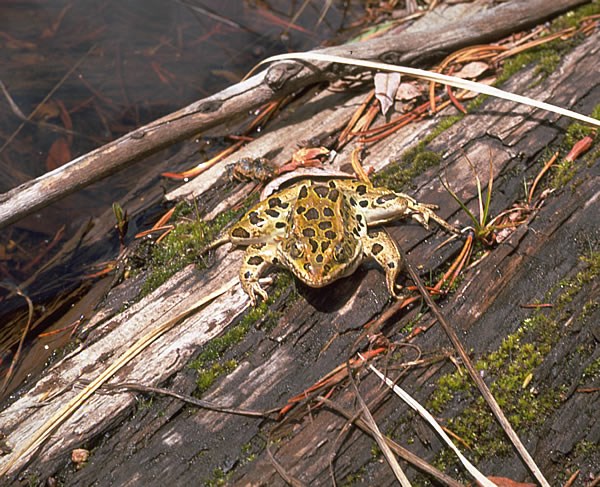 a photo of a leopard frog