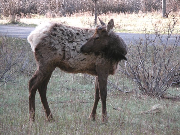 a photo of an elk licking its coat