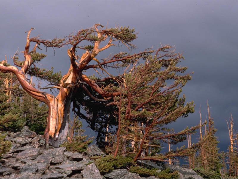 a photo of limber pine
