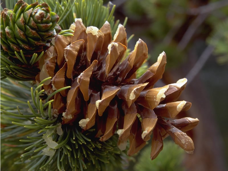 a photo of a limber pine cone