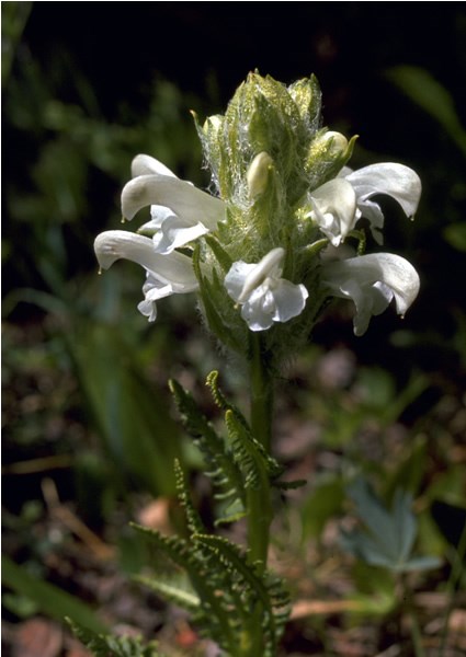 a photo of a Parry's lousewort