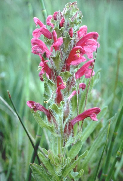 a photo of a purple lousewort